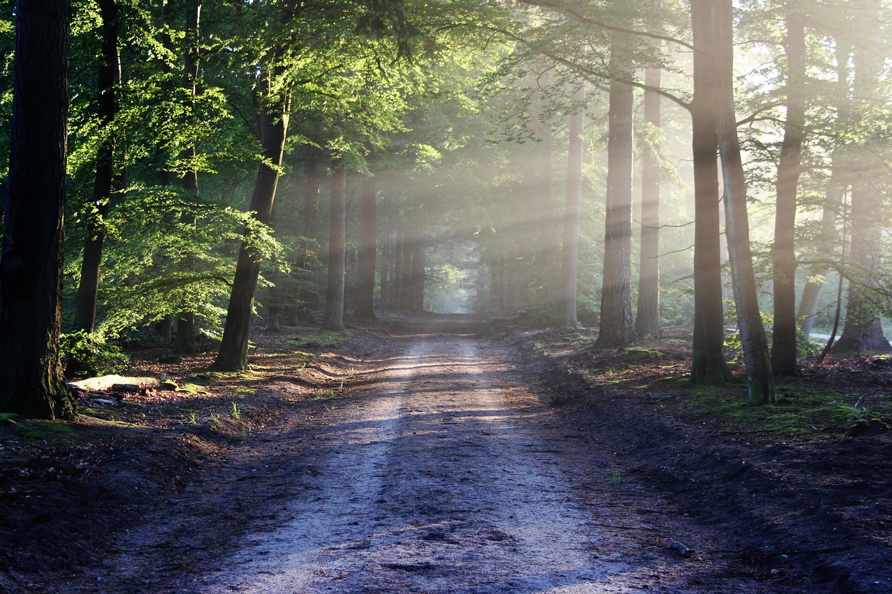 Road in a forest