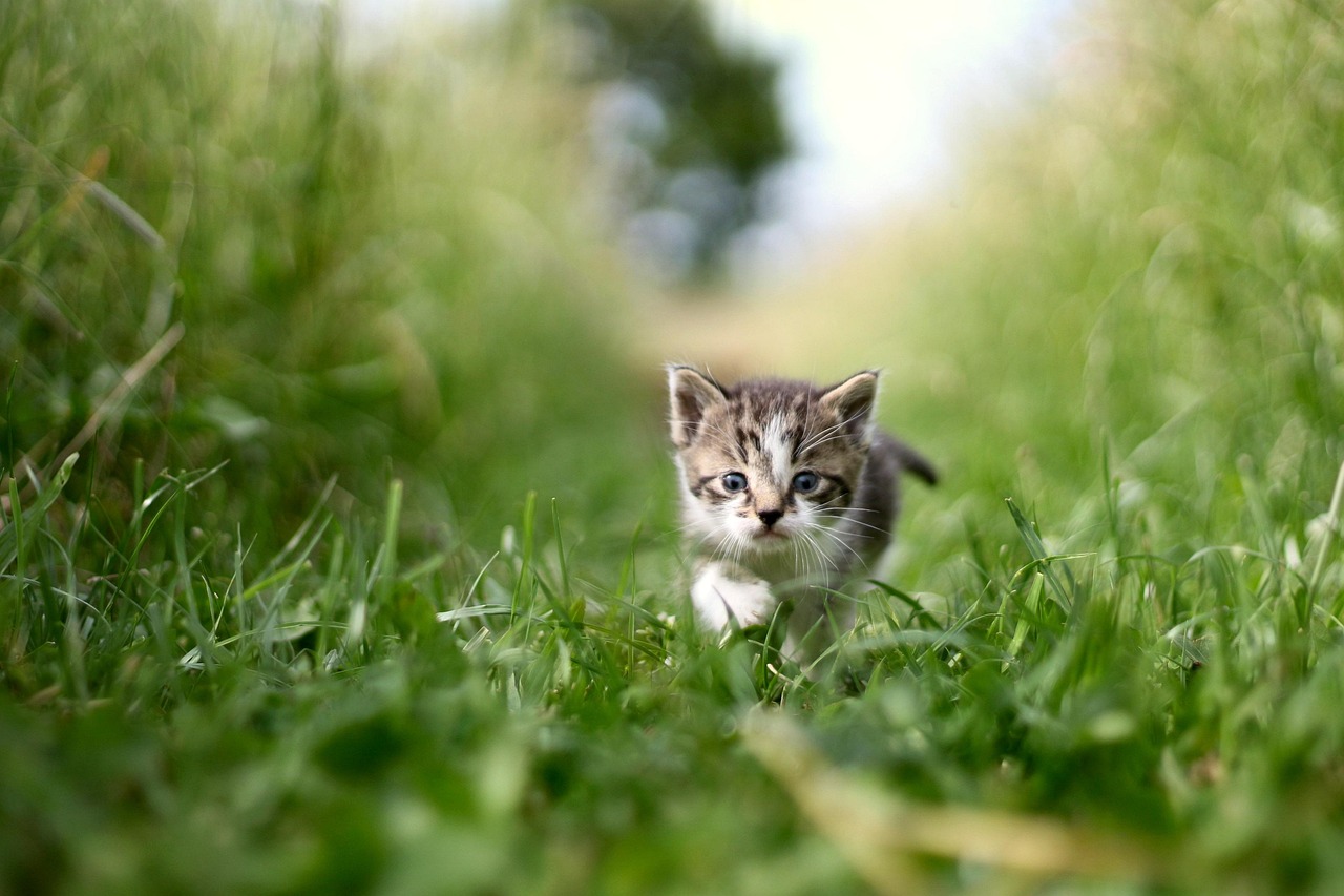 Cat in field