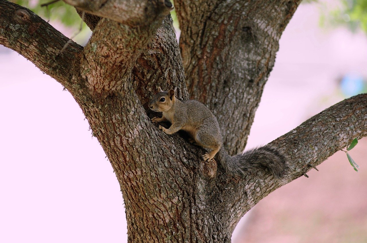 Squirrel on a tree branch